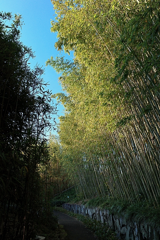 【洛西竹林公園】京都竹林秘境，門票、交通、環境全攻略 @捲捲頭 ♡ 品味生活