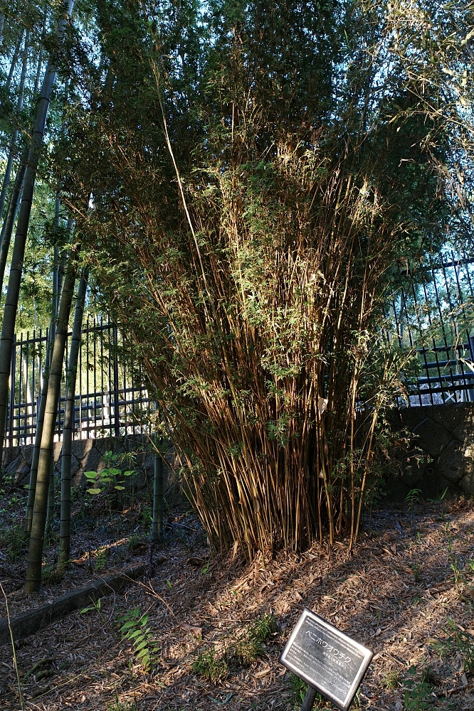 【洛西竹林公園】京都竹林秘境，門票、交通、環境全攻略 @捲捲頭 ♡ 品味生活