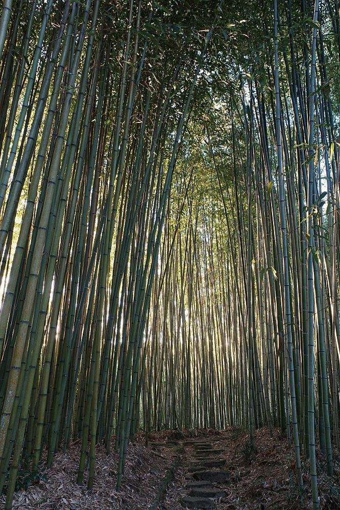 【洛西竹林公園】京都竹林秘境，門票、交通、環境全攻略 @捲捲頭 ♡ 品味生活