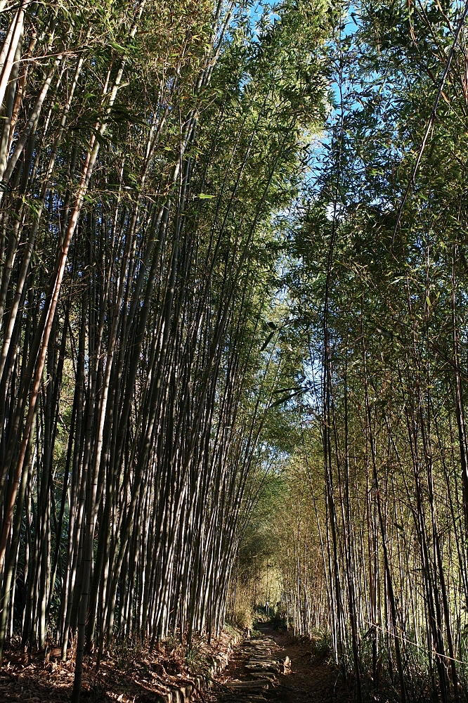 【洛西竹林公園】京都竹林秘境，門票、交通、環境全攻略 @捲捲頭 ♡ 品味生活