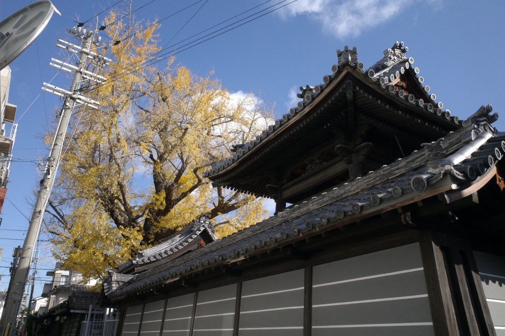 大阪【難宗寺】500年古老銀杏樹，飄落的黃金雨這裡看～ @捲捲頭 ♡ 品味生活