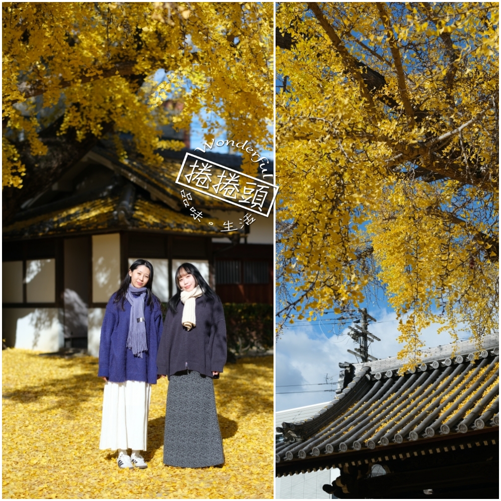 大阪【難宗寺】500年古老銀杏樹，飄落的黃金雨這裡看～ @捲捲頭 ♡ 品味生活