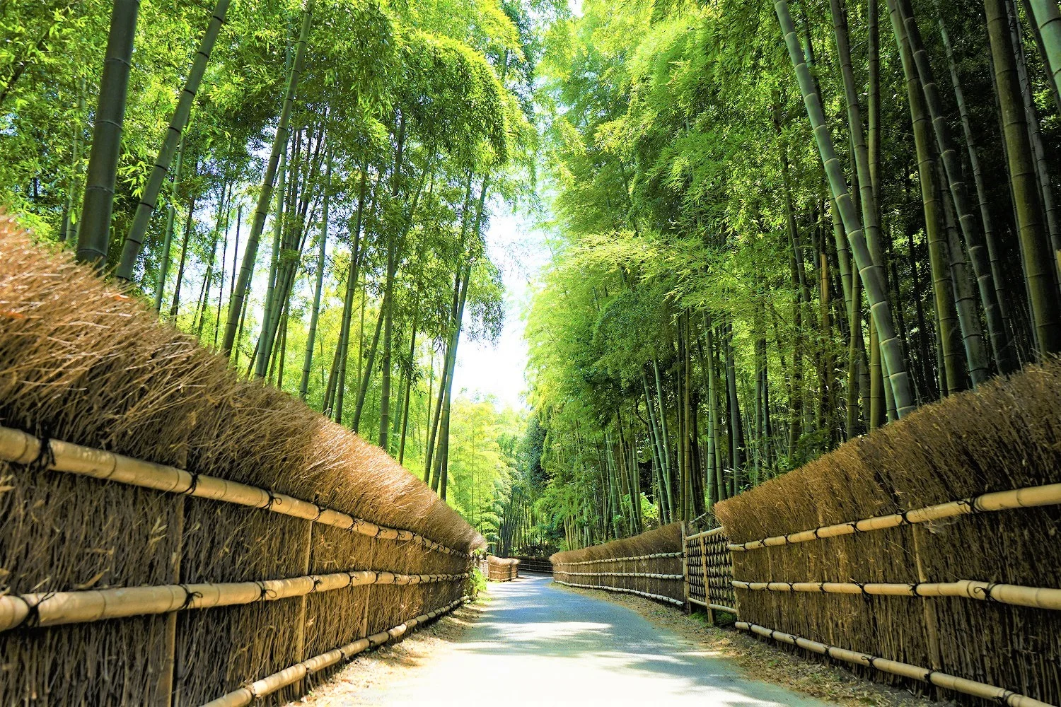 【洛西竹林公園】京都竹林秘境，門票、交通、環境全攻略 @捲捲頭 ♡ 品味生活