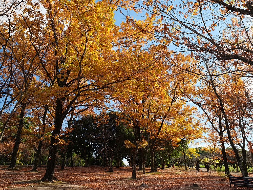 【萬博紀念公園】大阪萬博的經典地標，門票、交通、環境全攻略 @捲捲頭 ♡ 品味生活