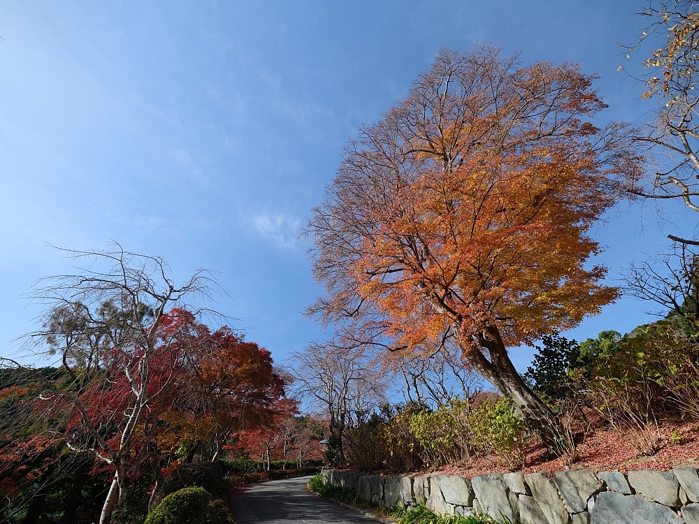 大阪景點【勝尾寺】可愛到犯規的達摩不倒翁，門票、交通、環境全攻略 @捲捲頭 ♡ 品味生活