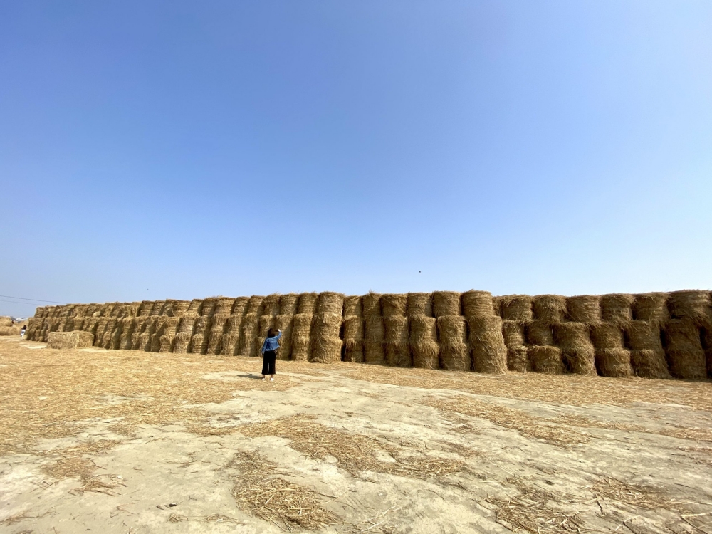 【2026嘉義景點】TOP15個私房景點一次公開!必訪整排紫色波波草,可愛黑熊巡山員,超人氣好玩農場 @捲捲頭 ♡ 品味生活