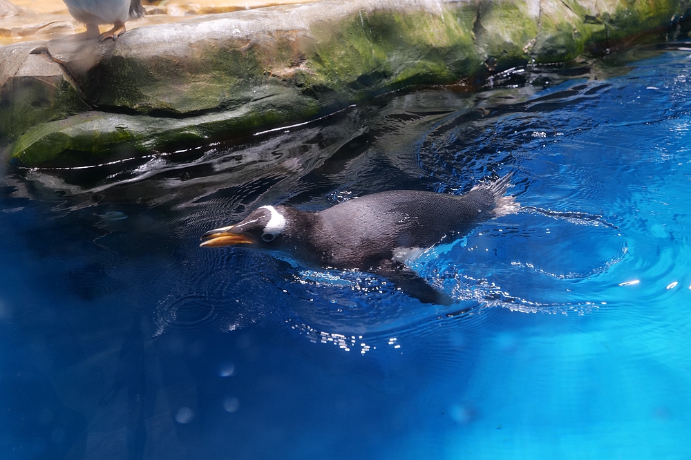 【香港海洋公園攻略】交通、必玩亮點、拍照聖地、門票優惠，一次搞定！ @捲捲頭 ♡ 品味生活