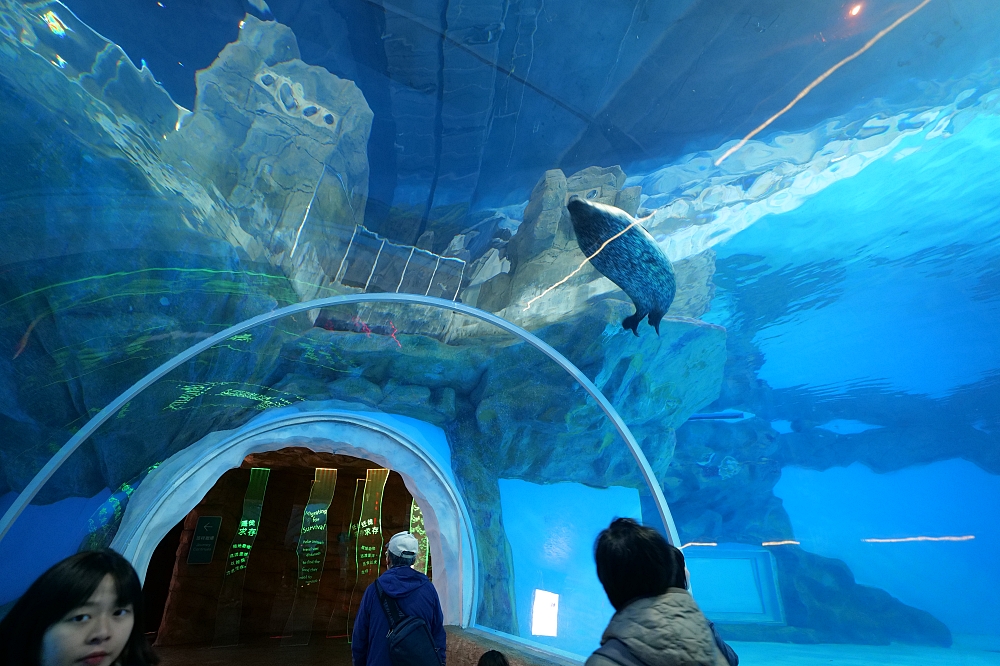 【香港海洋公園攻略】交通、必玩亮點、拍照聖地、門票優惠，一次搞定！ @捲捲頭 ♡ 品味生活