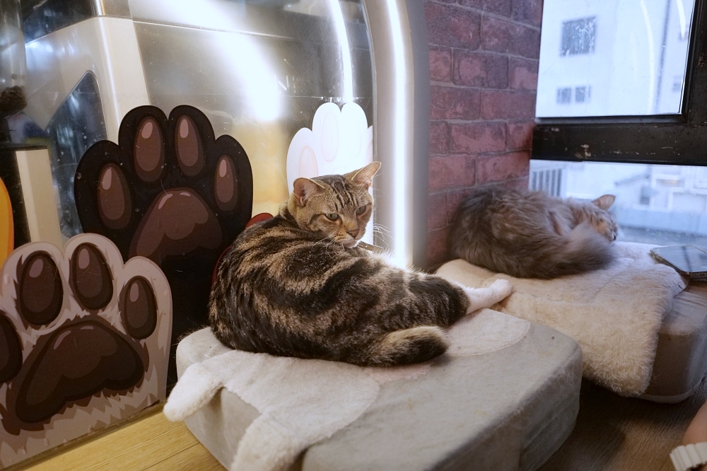 Meowtini喵天尼｜旺角人氣貓Cafe＋酒吧主題｜貓奴必朝聖景點 @捲捲頭 ♡ 品味生活