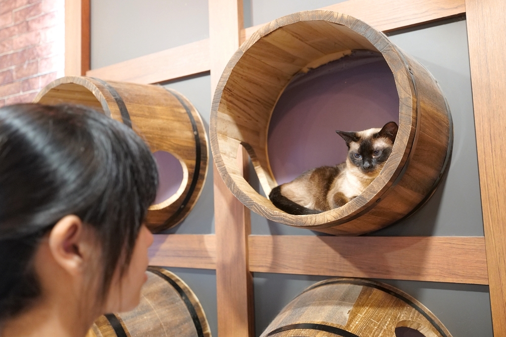 Meowtini喵天尼｜旺角人氣貓Cafe＋酒吧主題｜貓奴必朝聖景點 @捲捲頭 ♡ 品味生活