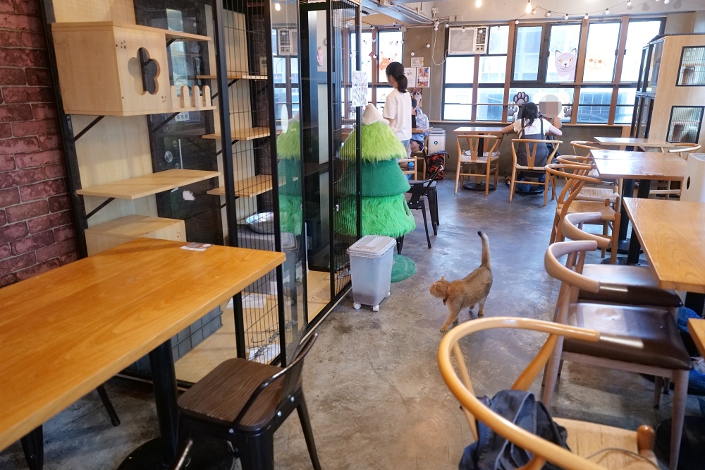 Meowtini喵天尼｜旺角人氣貓Cafe＋酒吧主題｜貓奴必朝聖景點 @捲捲頭 ♡ 品味生活