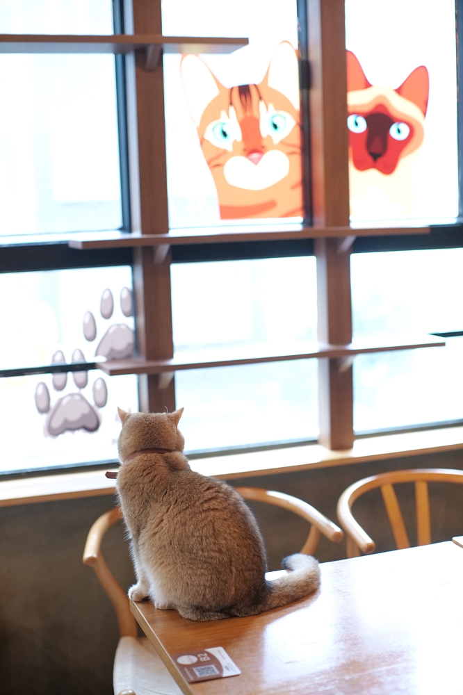 Meowtini喵天尼｜旺角人氣貓Cafe＋酒吧主題｜貓奴必朝聖景點 @捲捲頭 ♡ 品味生活