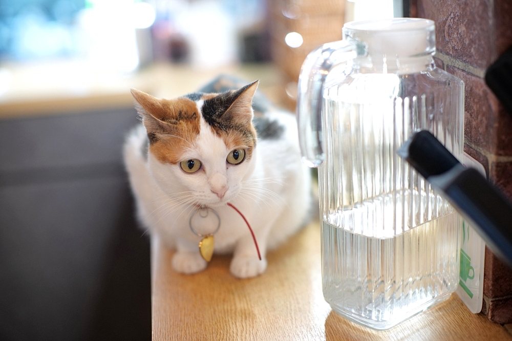 Meowtini喵天尼｜旺角人氣貓Cafe＋酒吧主題｜貓奴必朝聖景點 @捲捲頭 ♡ 品味生活