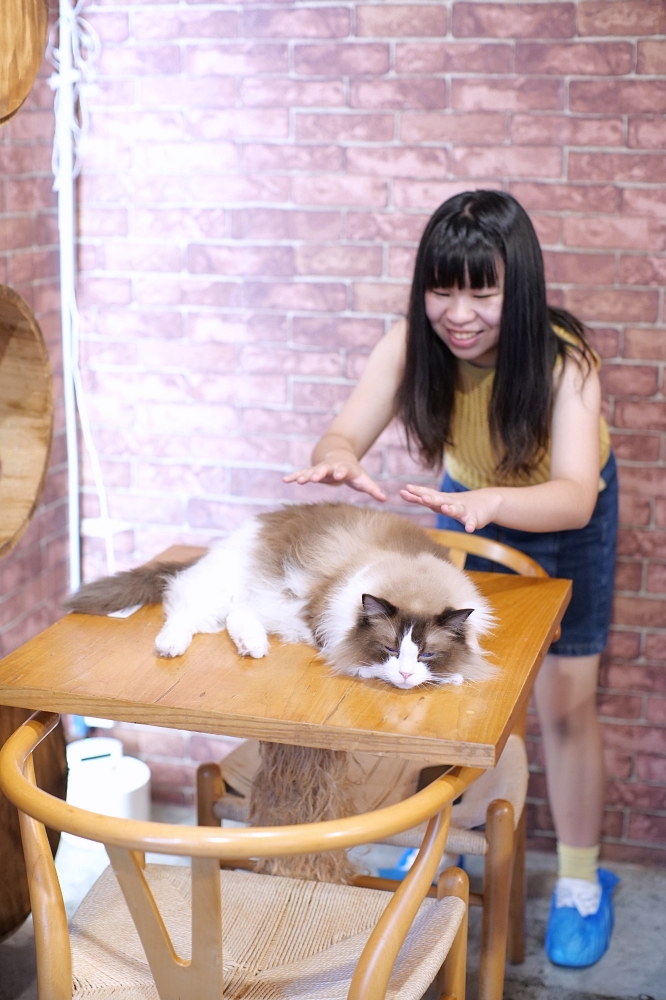 Meowtini喵天尼｜旺角人氣貓Cafe＋酒吧主題｜貓奴必朝聖景點 @捲捲頭 ♡ 品味生活