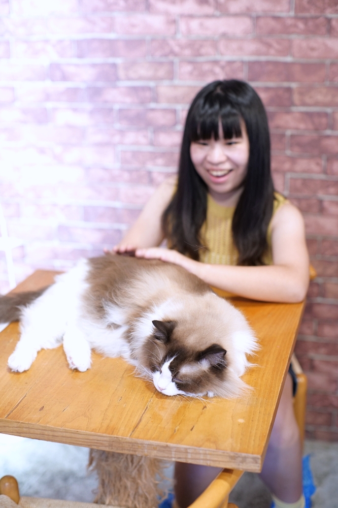 Meowtini喵天尼｜旺角人氣貓Cafe＋酒吧主題｜貓奴必朝聖景點 @捲捲頭 ♡ 品味生活