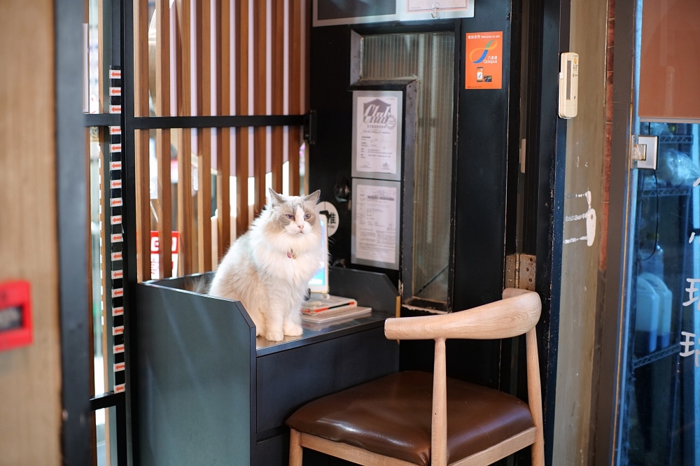 Meowtini喵天尼｜旺角人氣貓Cafe＋酒吧主題｜貓奴必朝聖景點 @捲捲頭 ♡ 品味生活