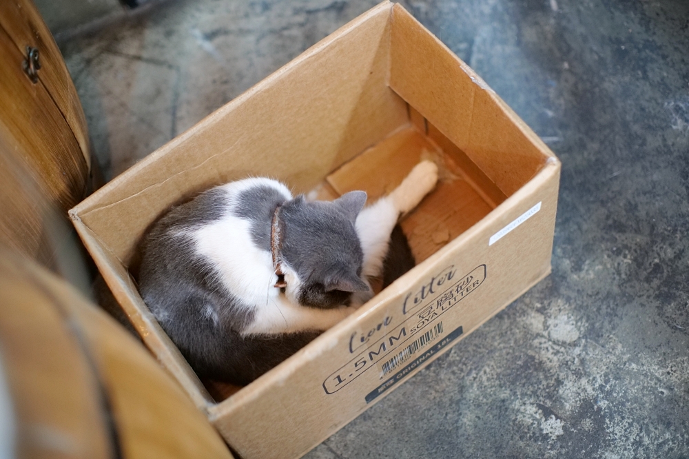 Meowtini喵天尼｜旺角人氣貓Cafe＋酒吧主題｜貓奴必朝聖景點 @捲捲頭 ♡ 品味生活