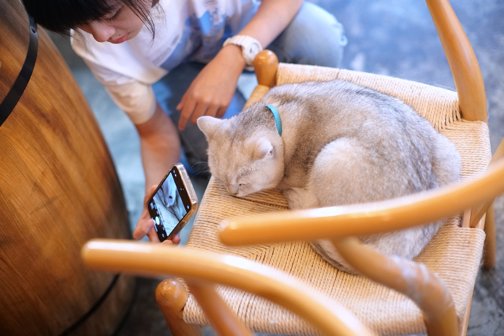 Meowtini喵天尼｜旺角人氣貓Cafe＋酒吧主題｜貓奴必朝聖景點 @捲捲頭 ♡ 品味生活