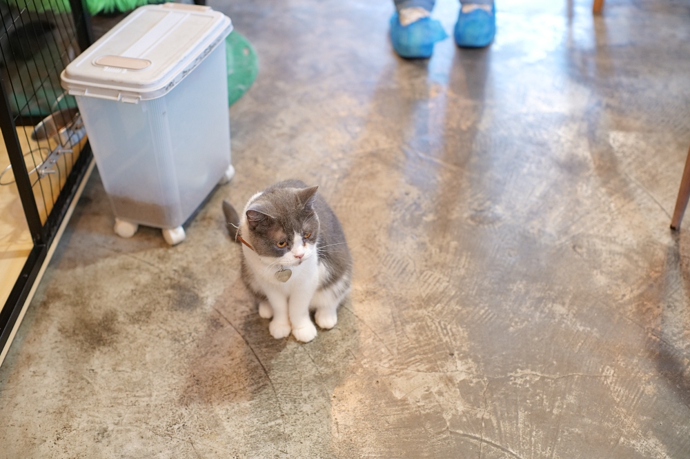 Meowtini喵天尼｜旺角人氣貓Cafe＋酒吧主題｜貓奴必朝聖景點 @捲捲頭 ♡ 品味生活