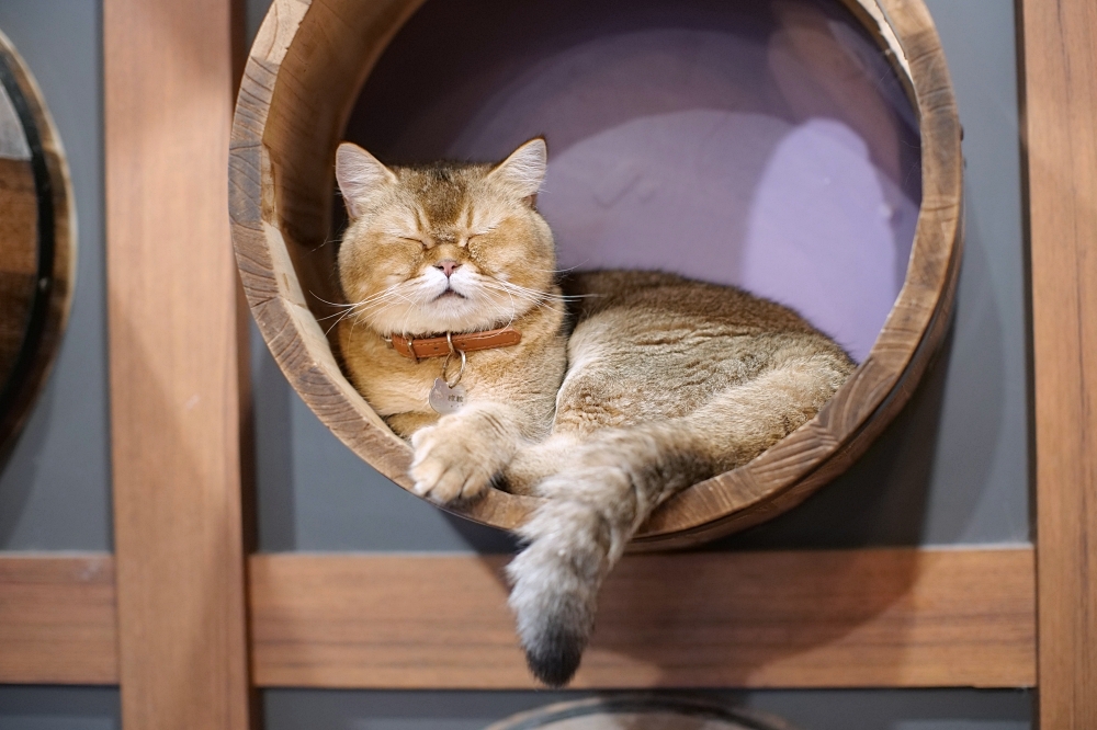 Meowtini喵天尼｜旺角人氣貓Cafe＋酒吧主題｜貓奴必朝聖景點 @捲捲頭 ♡ 品味生活