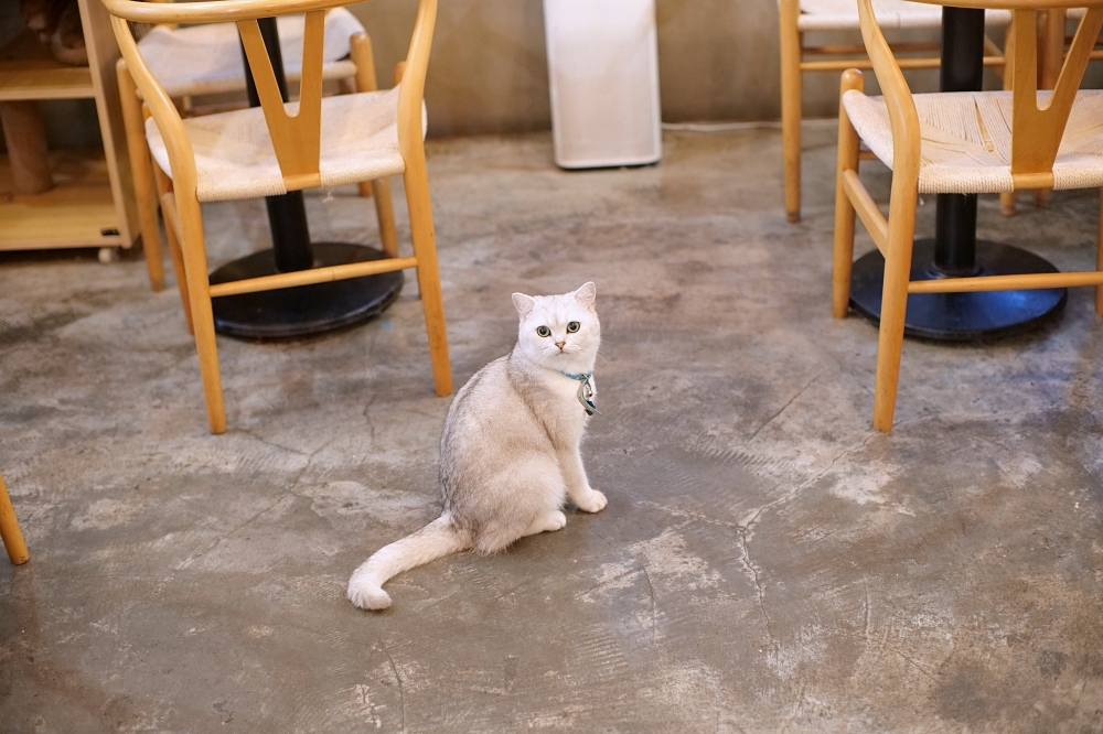 Meowtini喵天尼｜旺角人氣貓Cafe＋酒吧主題｜貓奴必朝聖景點 @捲捲頭 ♡ 品味生活