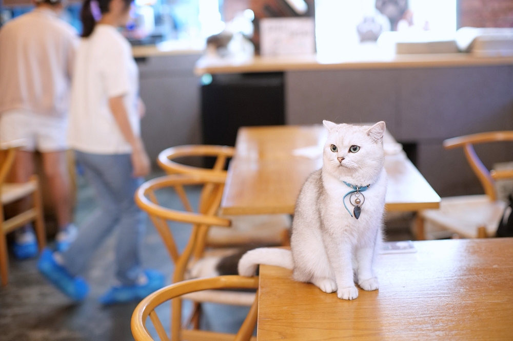 Meowtini喵天尼｜旺角人氣貓Cafe＋酒吧主題｜貓奴必朝聖景點 @捲捲頭 ♡ 品味生活