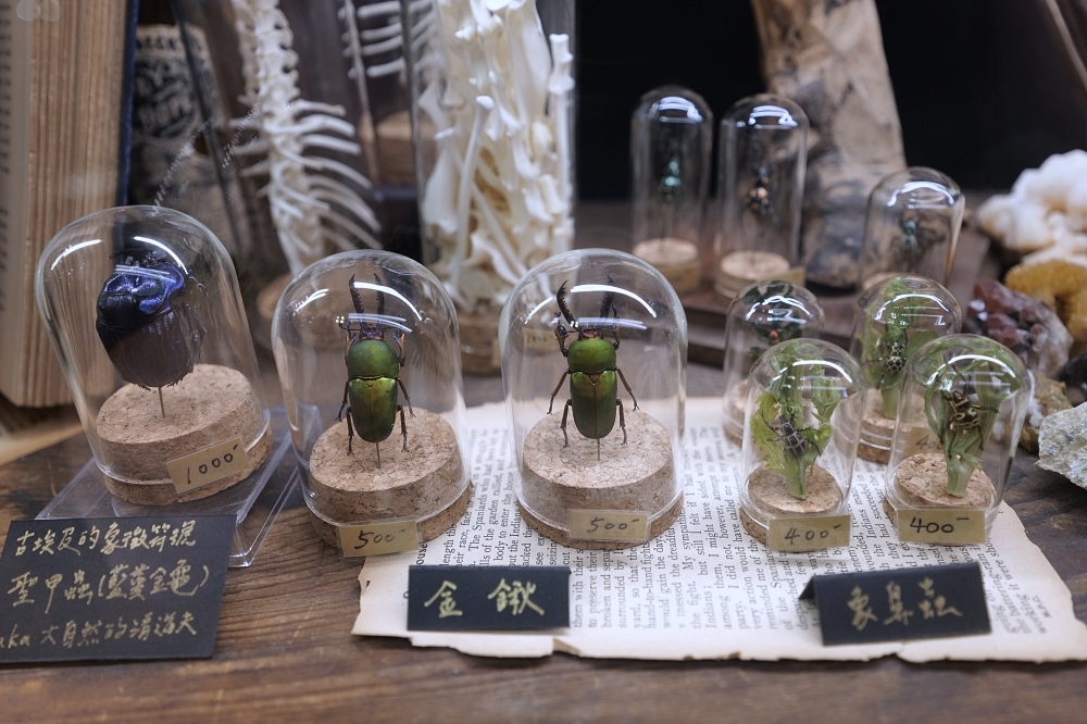 台南景點｜仰角舶物標本館,走進哈利波特異世界！ @捲捲頭 ♡ 品味生活