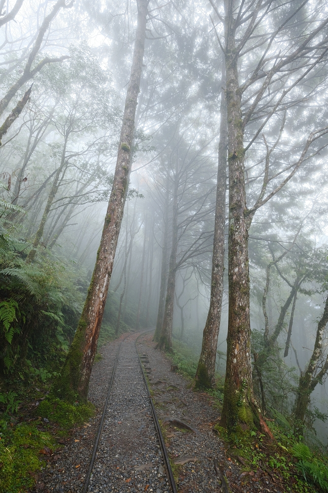 宜蘭太平山｜見晴懷古步道：全球最美小徑！夢幻青苔鐵道 x 0.9km 輕鬆走 @捲捲頭 ♡ 品味生活