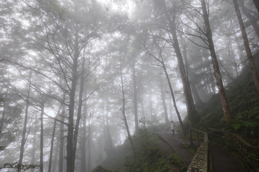 宜蘭太平山｜見晴懷古步道：全球最美小徑！夢幻青苔鐵道 x 0.9km 輕鬆走 @捲捲頭 ♡ 品味生活