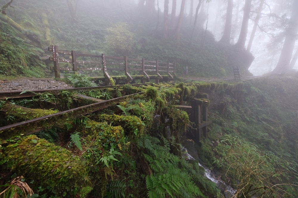 宜蘭太平山｜見晴懷古步道：全球最美小徑！夢幻青苔鐵道 x 0.9km 輕鬆走 @捲捲頭 ♡ 品味生活