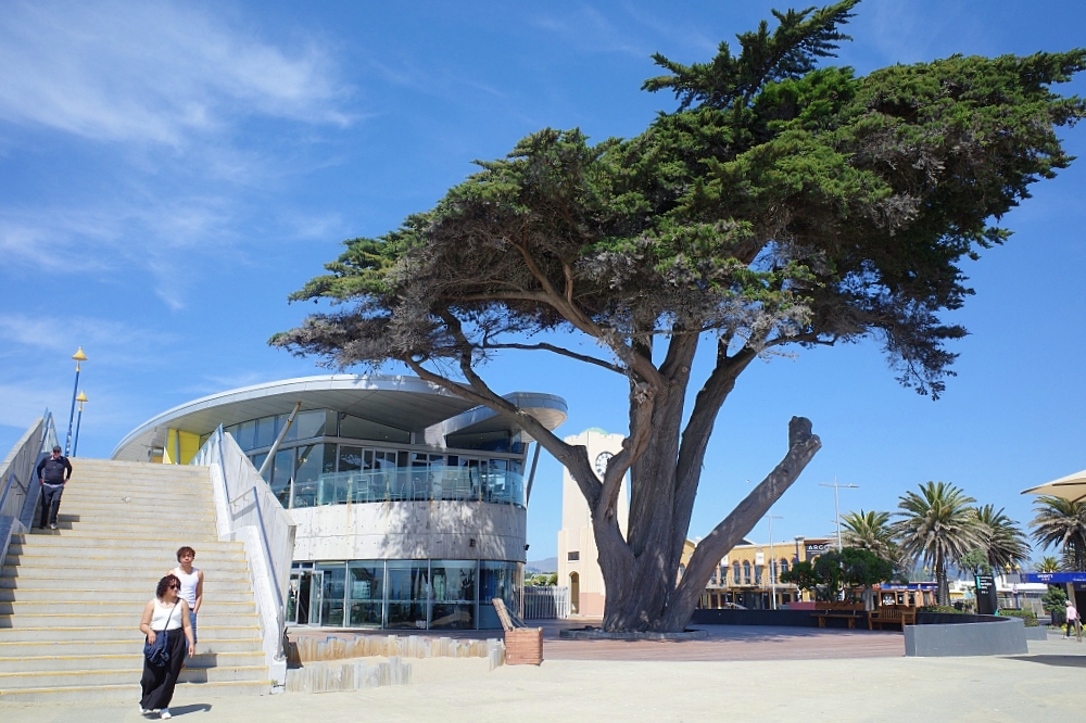 2026 基督城景點推薦｜南島最大花園城市，8 個必去行程懶人包！ @捲捲頭 ♡ 品味生活