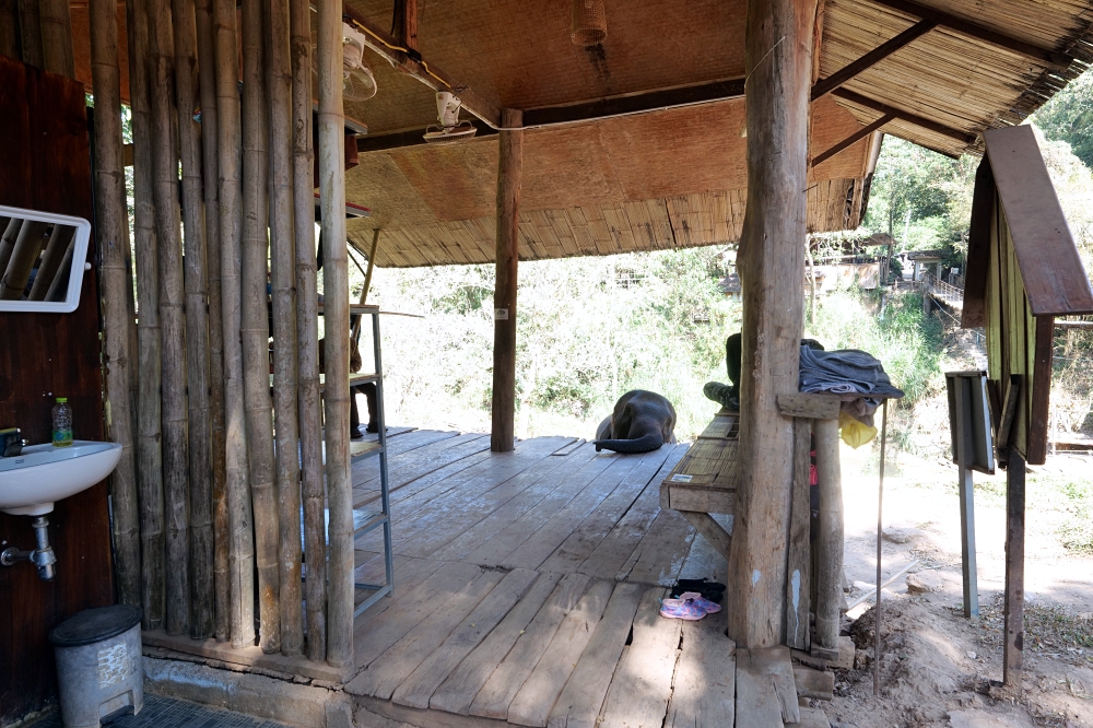 清邁住宿推薦｜大象朋友旅館：體驗大象叫你起床，湄王區山林木屋 @捲捲頭 ♡ 品味生活