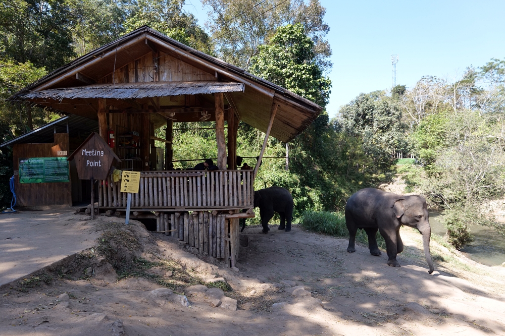 清邁住宿推薦｜大象朋友旅館：體驗大象叫你起床，湄王區山林木屋 @捲捲頭 ♡ 品味生活