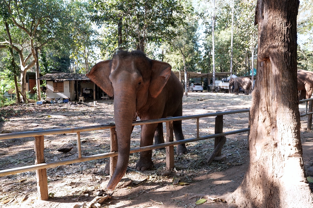 清邁住宿推薦｜大象朋友旅館：體驗大象叫你起床，湄王區山林木屋 @捲捲頭 ♡ 品味生活