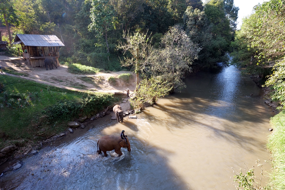 清邁住宿推薦｜大象朋友旅館：體驗大象叫你起床，湄王區山林木屋 @捲捲頭 ♡ 品味生活