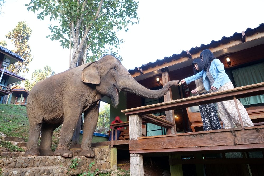 清邁住宿推薦｜大象朋友旅館：體驗大象叫你起床，湄王區山林木屋 @捲捲頭 ♡ 品味生活