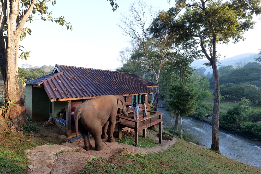 清邁住宿推薦｜大象朋友旅館：體驗大象叫你起床，湄王區山林木屋 @捲捲頭 ♡ 品味生活