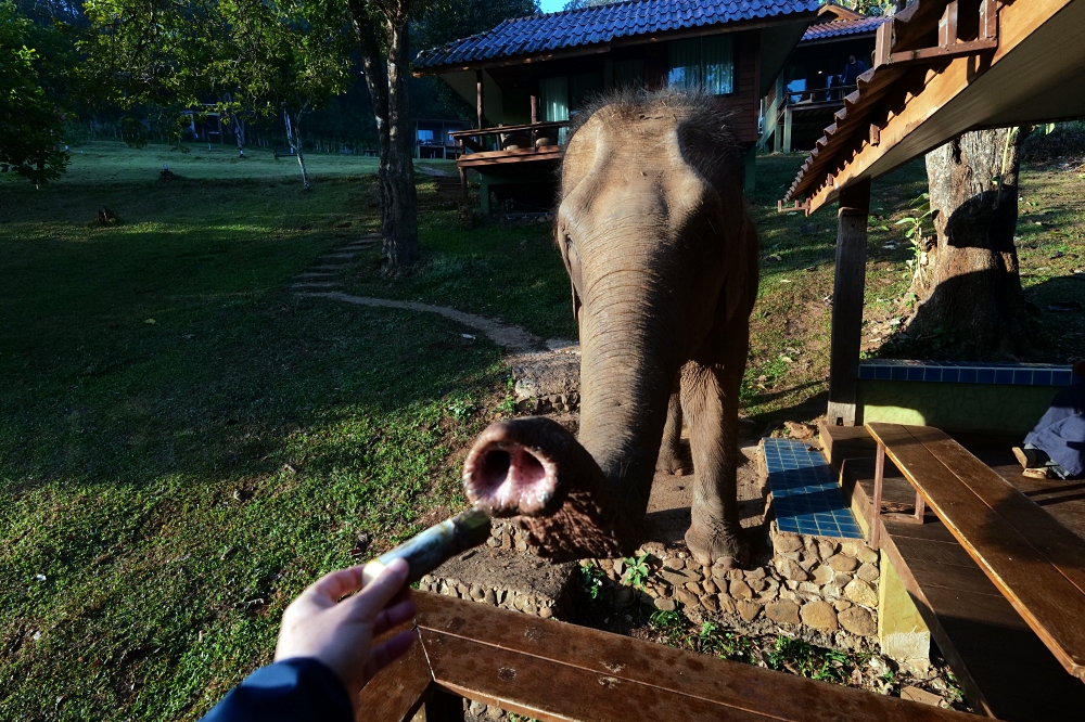 清邁住宿推薦｜大象朋友旅館：體驗大象叫你起床，湄王區山林木屋 @捲捲頭 ♡ 品味生活