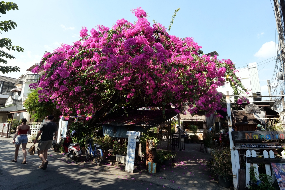 清邁古城景點｜一日遊徒步散策：塔佩門、清曼寺、鳯飛飛腳飯路線 @捲捲頭 ♡ 品味生活