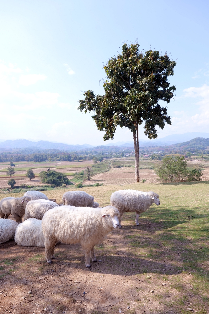 清萊景點推薦｜ABONZO Yama Mitsu：泰版紐西蘭！360度山景綿羊牧場 @捲捲頭 ♡ 品味生活