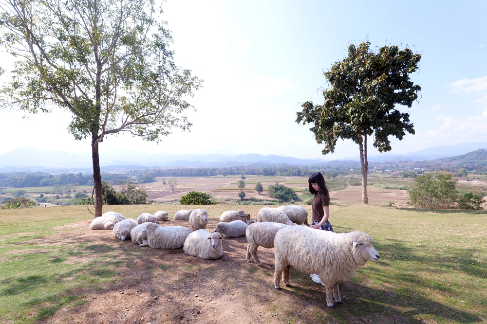 清萊景點推薦｜ABONZO Yama Mitsu：泰版紐西蘭！360度山景綿羊牧場 @捲捲頭 ♡ 品味生活