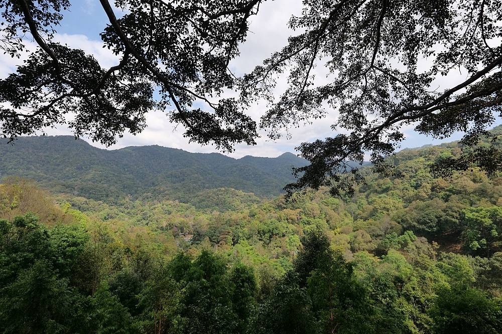 【清邁景點】 巨樹咖啡廳：走過吊橋，在百年巨樹上喝咖啡的奇幻體驗 @捲捲頭 ♡ 品味生活