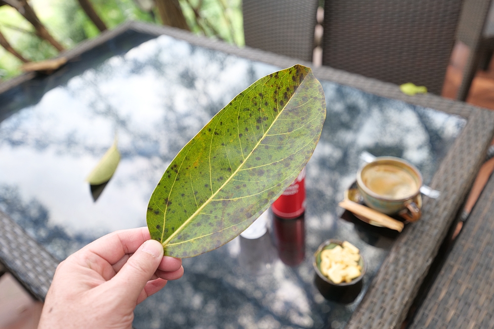 【清邁景點】 巨樹咖啡廳：走過吊橋，在百年巨樹上喝咖啡的奇幻體驗 @捲捲頭 ♡ 品味生活
