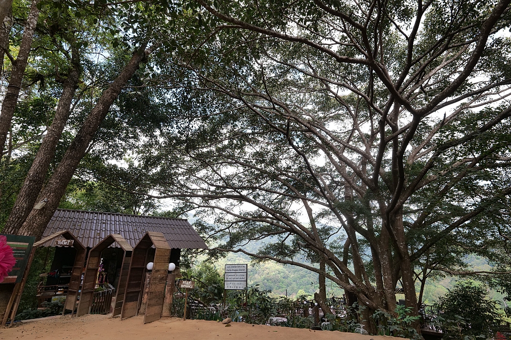 【清邁景點】 巨樹咖啡廳:走過吊橋,在百年巨樹上喝咖啡的奇幻體驗 @捲捲頭 ♡ 品味生活 【清邁景點】 巨樹咖啡廳:走過吊橋,在百年巨樹上喝咖啡的奇幻體驗 @捲捲頭 ♡ 品味生活