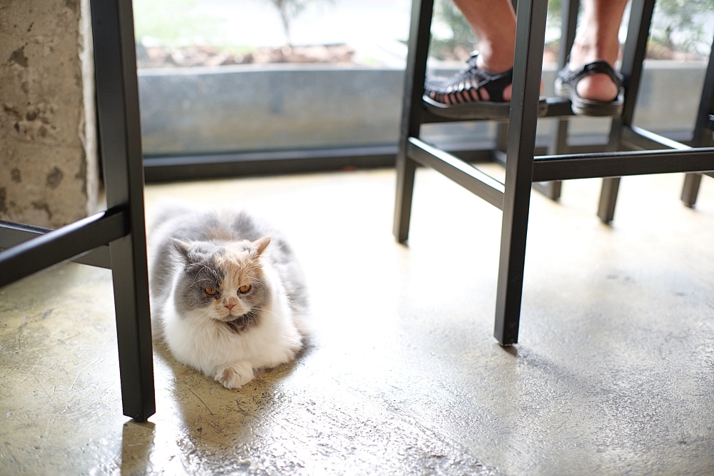 【宜蘭下午茶】 萬記商行路口店：宜蘭大學旁新開幕，超親人貓咪陪你喝咖啡 @捲捲頭 ♡ 品味生活