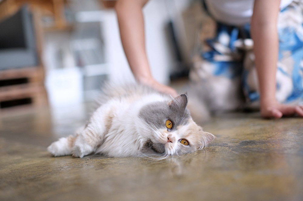 【宜蘭下午茶】 萬記商行路口店：宜蘭大學旁新開幕，超親人貓咪陪你喝咖啡 @捲捲頭 ♡ 品味生活