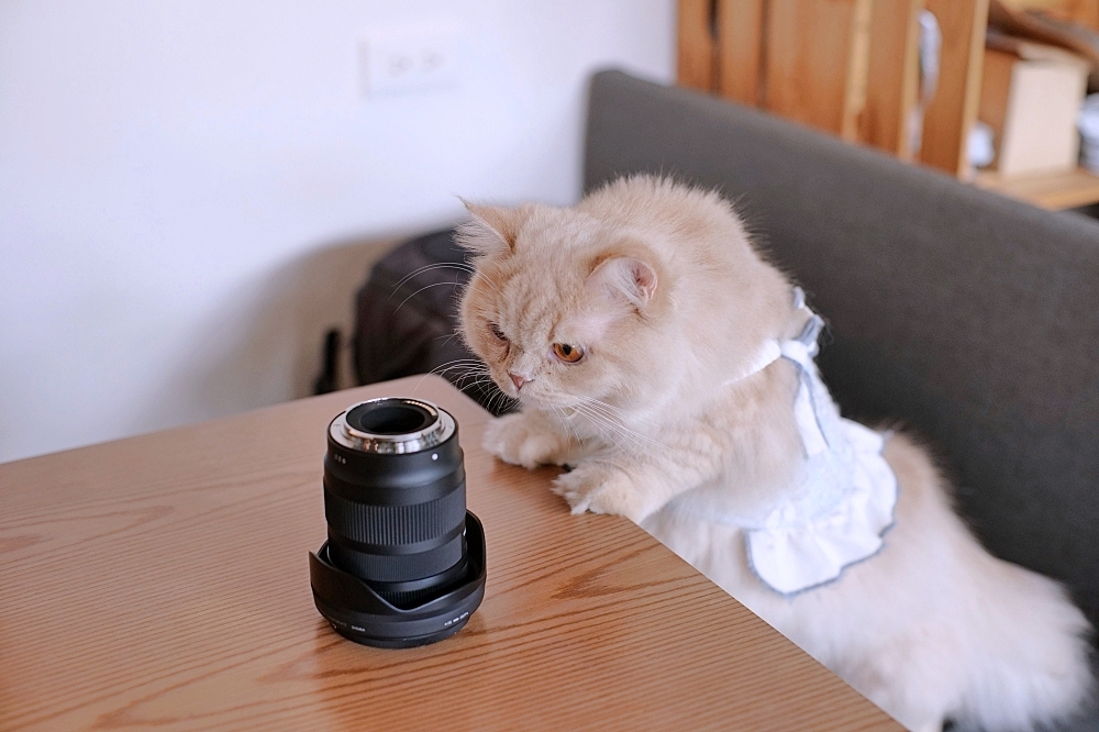 【宜蘭下午茶】 萬記商行路口店：宜蘭大學旁新開幕，超親人貓咪陪你喝咖啡 @捲捲頭 ♡ 品味生活