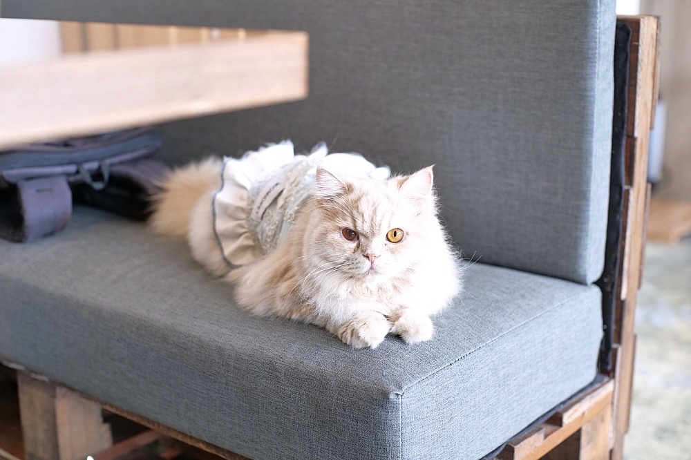 【宜蘭下午茶】 萬記商行路口店：宜蘭大學旁新開幕，超親人貓咪陪你喝咖啡 @捲捲頭 ♡ 品味生活