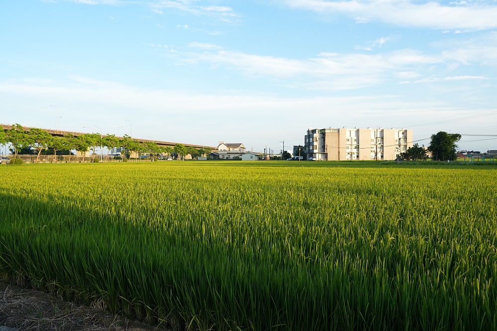 【光鮮生活美食館】必點櫻桃鴨烤鴨套餐、軟嫩豬肋排，高CP值聚餐首選 @捲捲頭 ♡ 品味生活