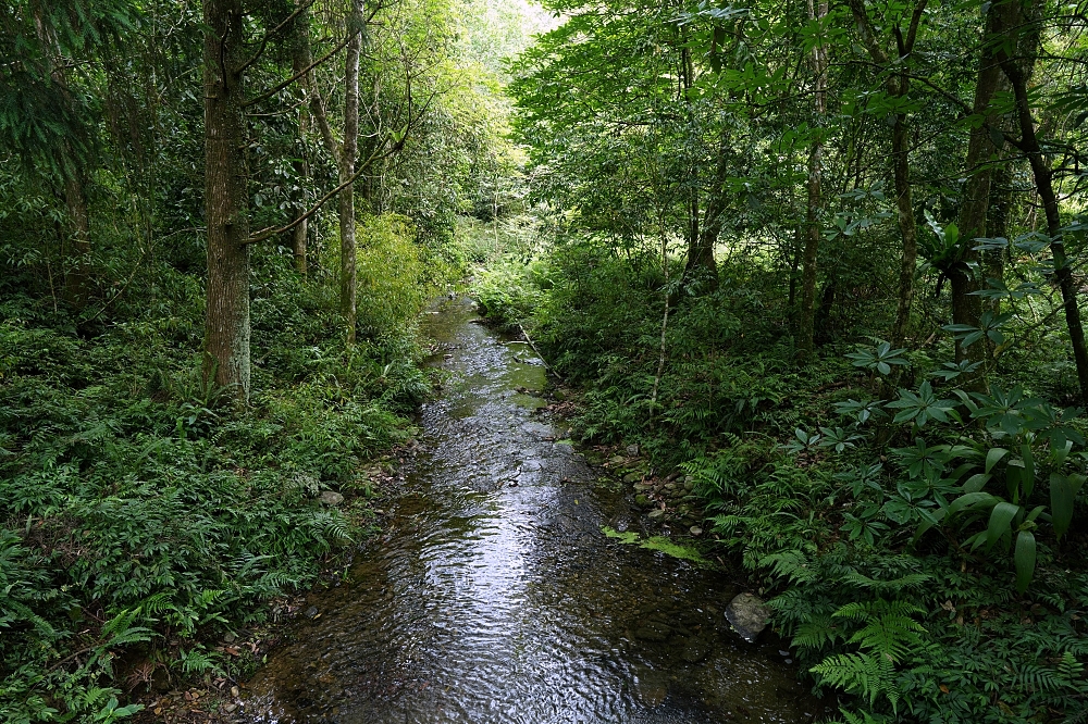 【福山植物園一日遊】森林系療癒秘境!免門票需預約,看正宗福山池與野生動物 @捲捲頭 ♡ 品味生活 【福山植物園一日遊】森林系療癒秘境!免門票需預約,看正宗福山池與野生動物 @捲捲頭 ♡ 品味生活